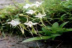 Habenaria grandifloriformis